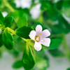 Bacopa Leaf Extract - Thyroxan Composition 